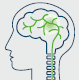 Icon: Kopf mit Gehirn und Wirbelsäule